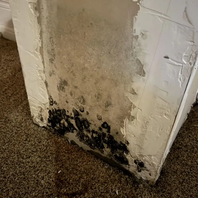 Professional Mold Removal in Burnham, ME